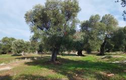 Sale Land with sea view Carovigno 10